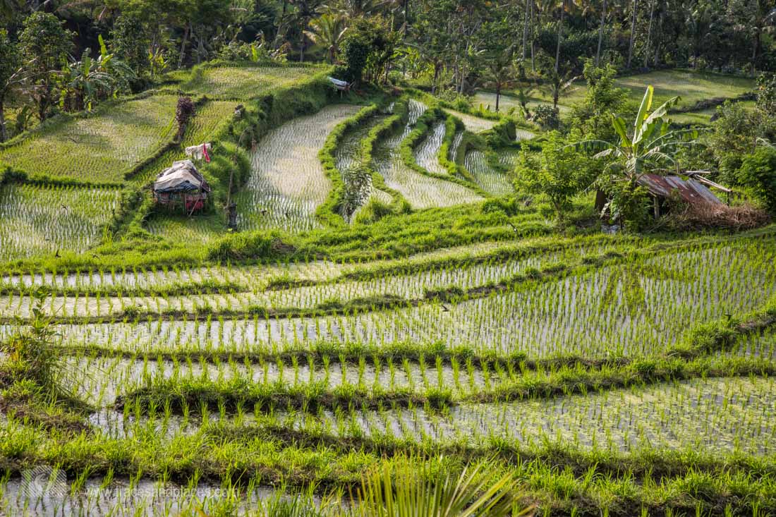 Die Reisterrassen in der Umgebung von Sidemen