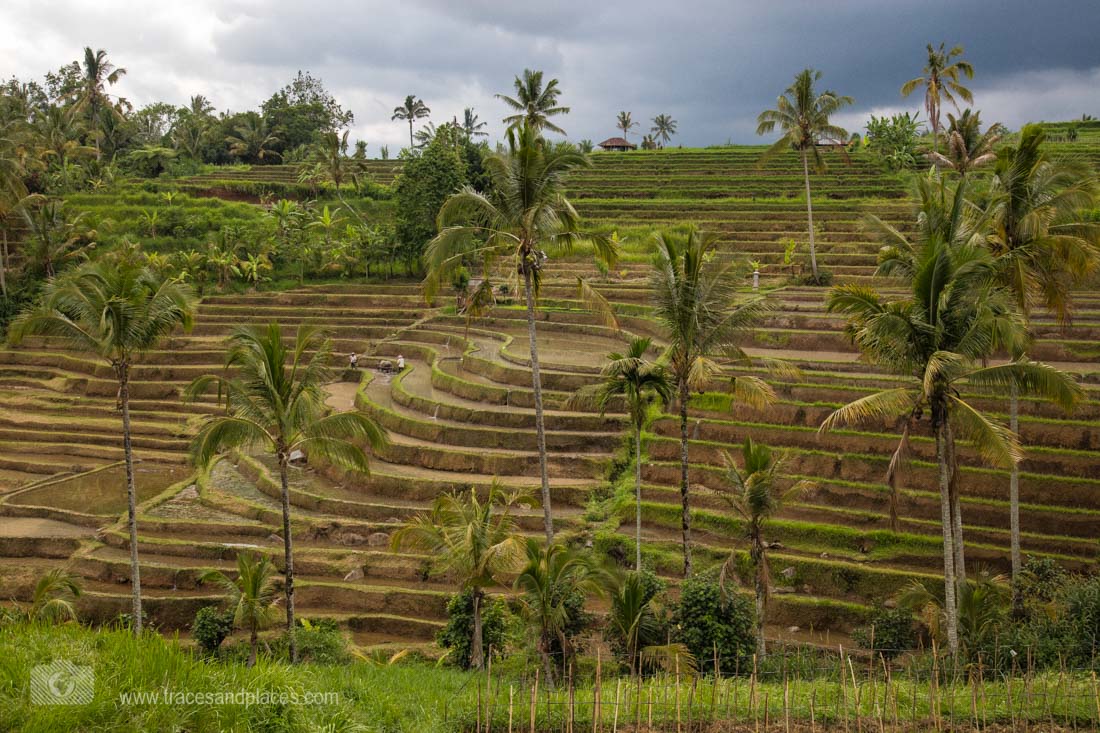 Reissterrasse von Jatiluwih in Bali