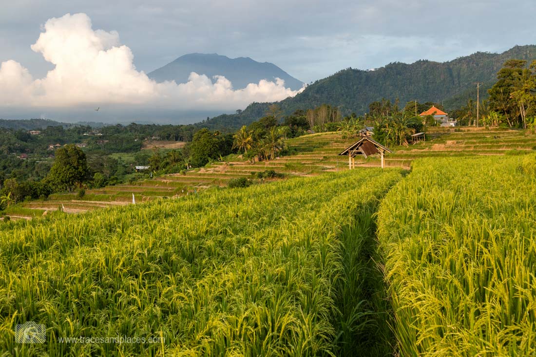 Reisterrassen von Sidemen in Bali