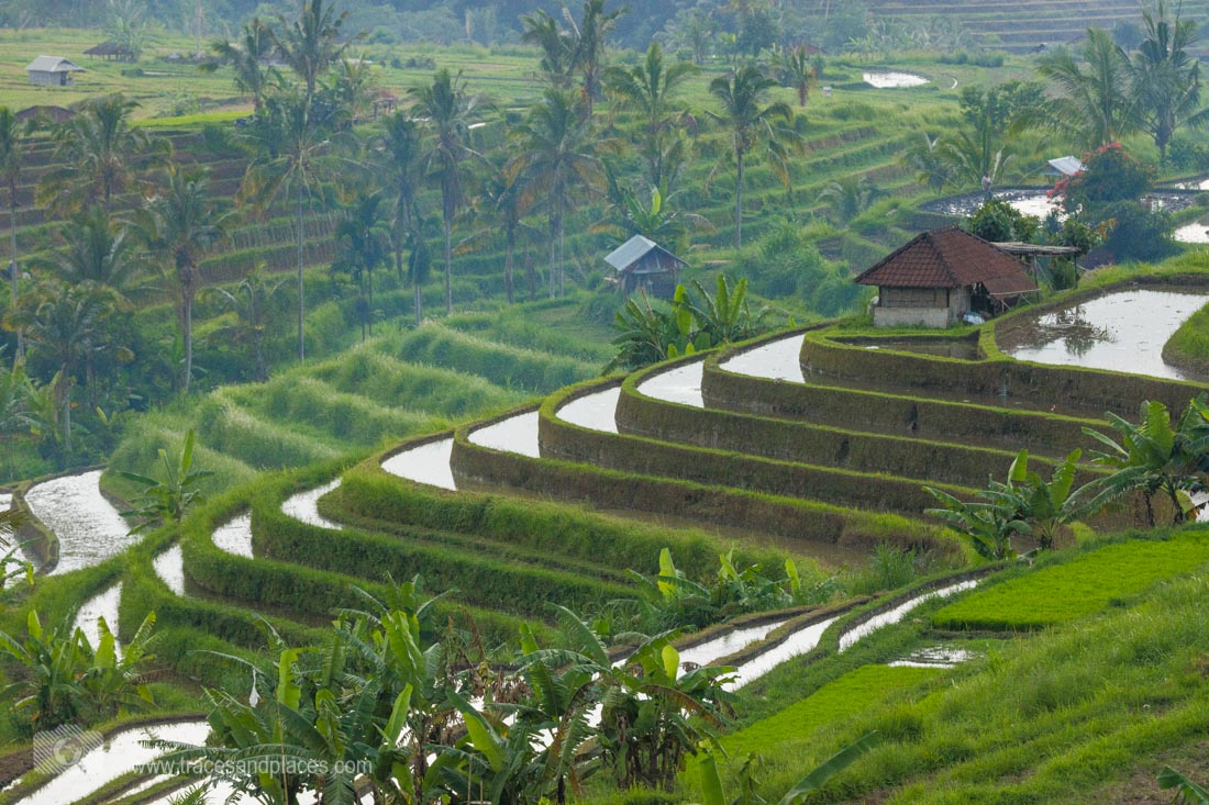 Übersicht über die Reisterrassen von Jatiluwih in Bali