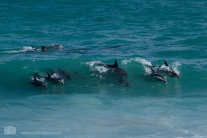 Delfine im De Hoop Nature Reserve