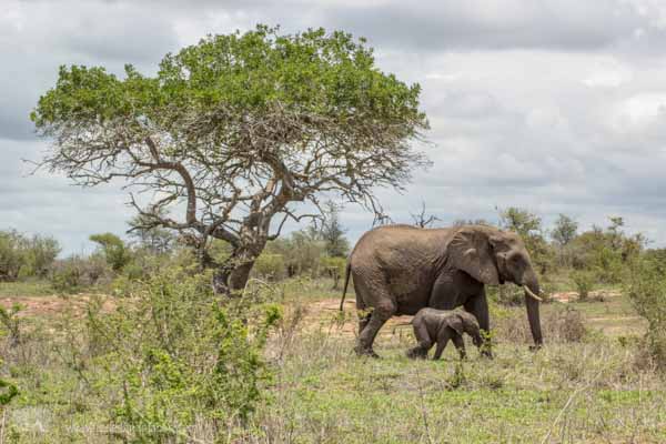 Elefant mit Baby im Krüger