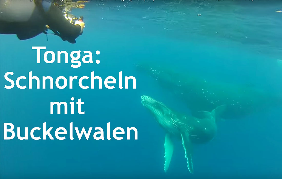 Tonga-schnorcheln-mit-Buckelwalen