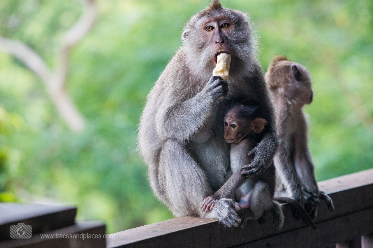 Sacred Monkey Forest Sanctuary - Der Affenwald von Ubud in Bali