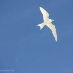 Cook Islands white bird