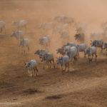 Ochsen im Staub von Pyathada Paya fotografiert
